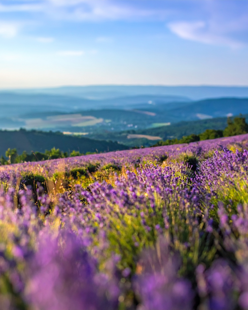 pochodzenie olejku lawendowego doTERRA uprawy lawendy we Francji i Bułgarii