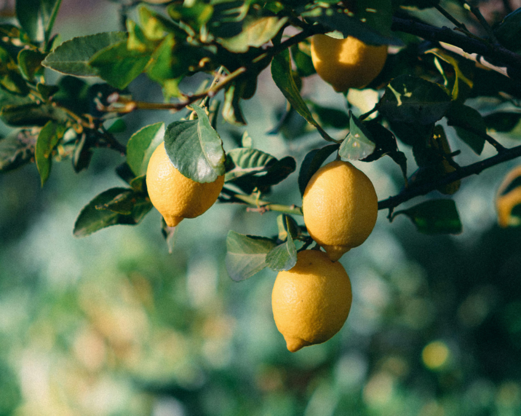 Uprawa cytryn doTERRA we Włoszech – owoce na olejek cytrynowy
