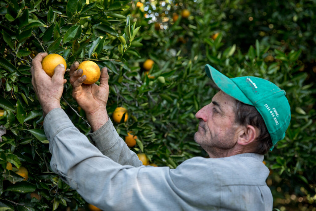 Rolnik dōTERRA zbierający dojrzałe owoce dzikiej pomarańczy w Brazylii