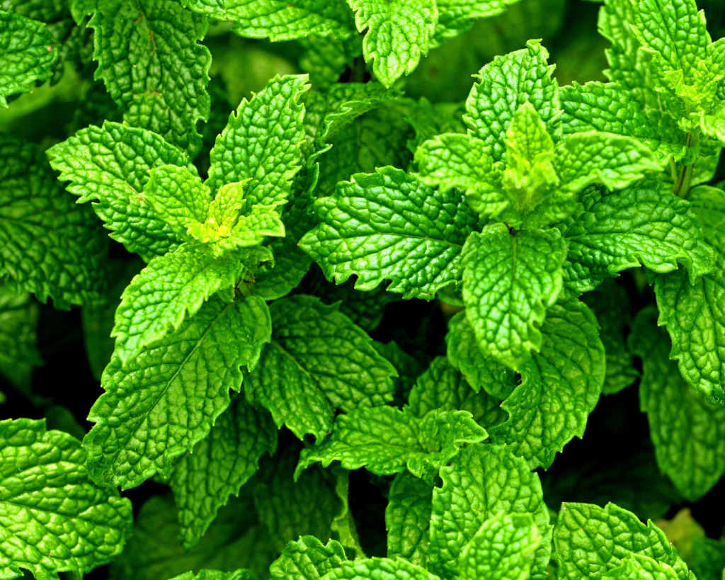 Świeże liście mięty pieprzowej (Mentha piperita) do produkcji olejku doTERRA