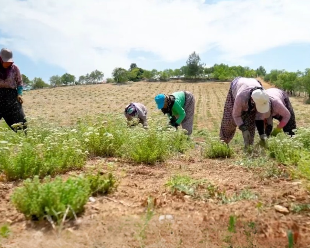 Uprawa oregano dōTERRA – naturalne środowisko wzrostu rośliny