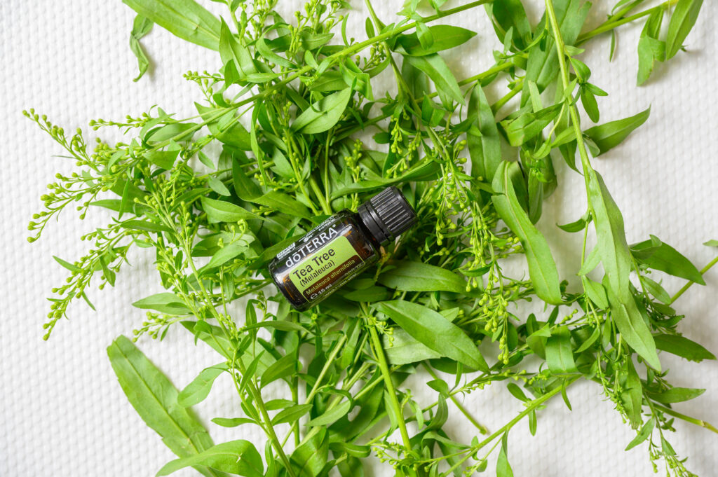 Zbliżenie na buteleczkę olejku Tea Tree dōTERRA umieszczoną wśród świeżych liści Melaleuca alternifolia
