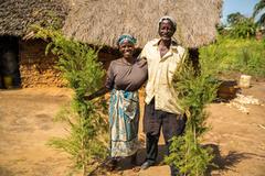 Lokalni plantatorzy na plantacji Melaleuca alternifolia w Australii pozyskujący surowiec dla dōTERRA